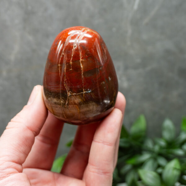 Buy Petrified Wood Stone With Certification